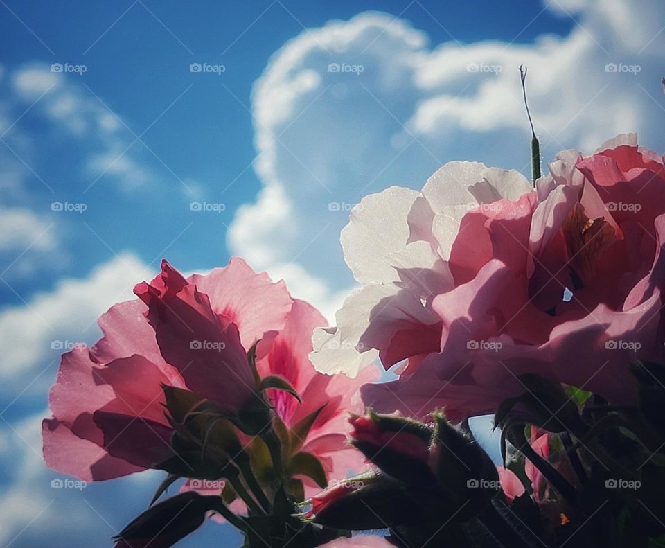 Flowers in the clouds