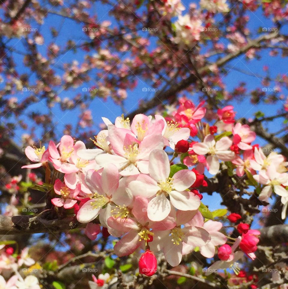 Japanese flowering crabapple III