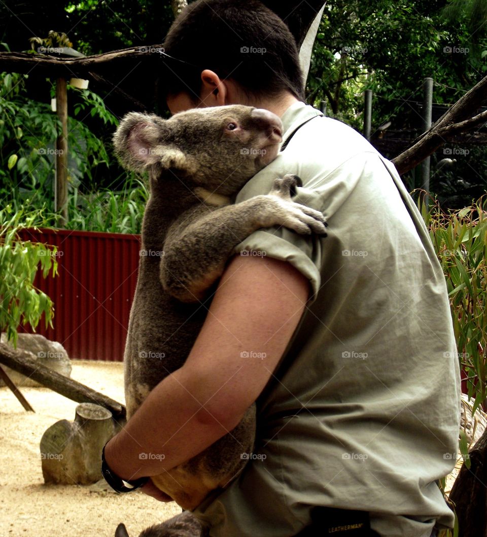 Koala hug. Trainer at zoo