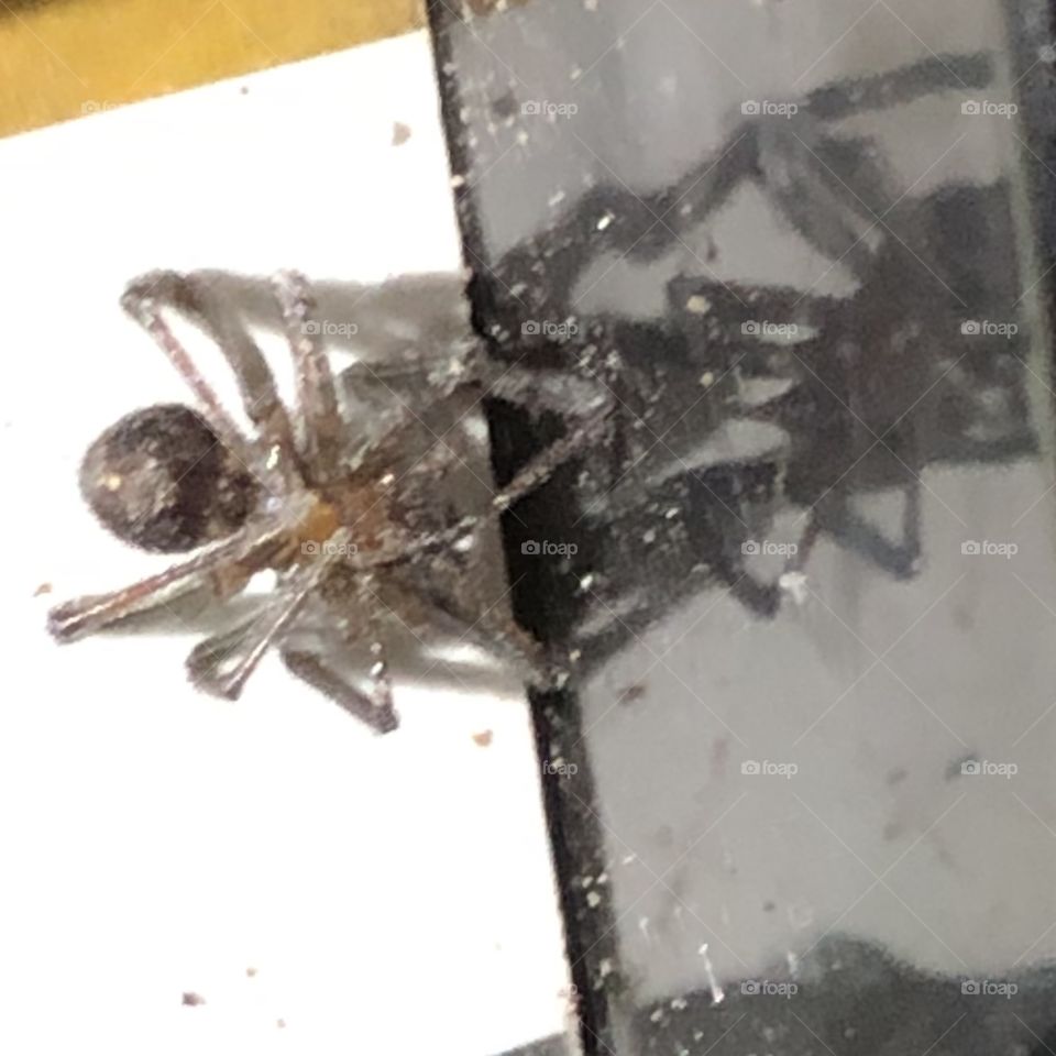Upside down and DEAD spider I found inside my jewelry box 