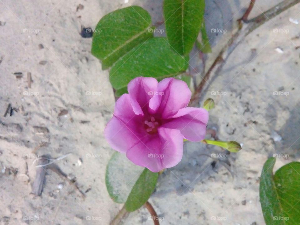 Beutiful Flower grows in the sand.