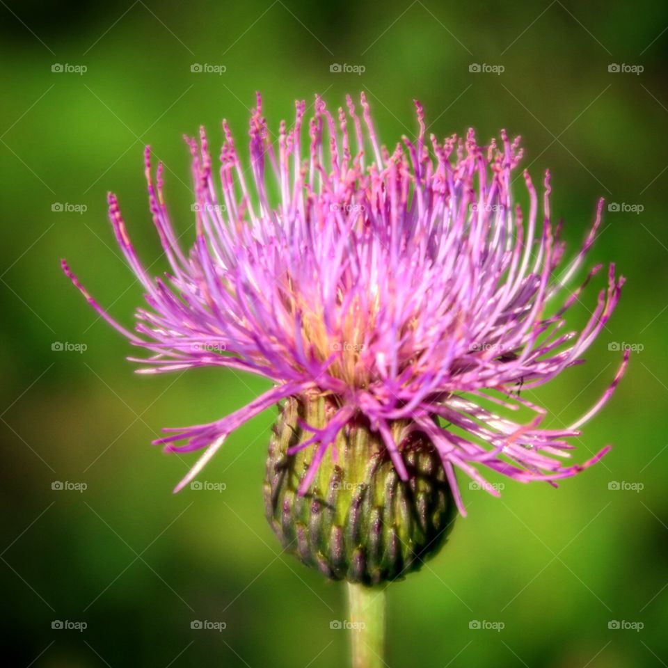 Purple flower  with spines

