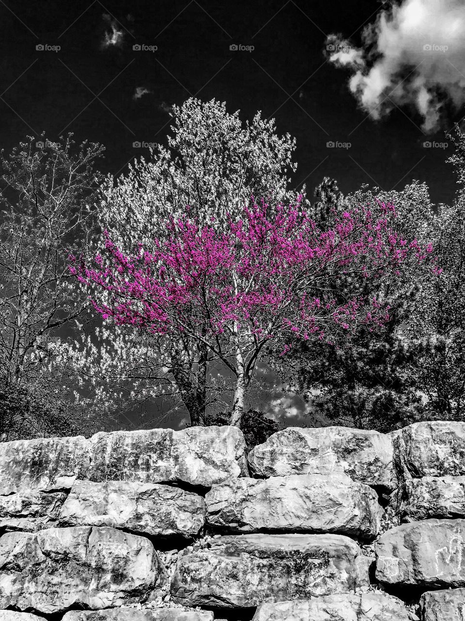 Magenta flowers tree