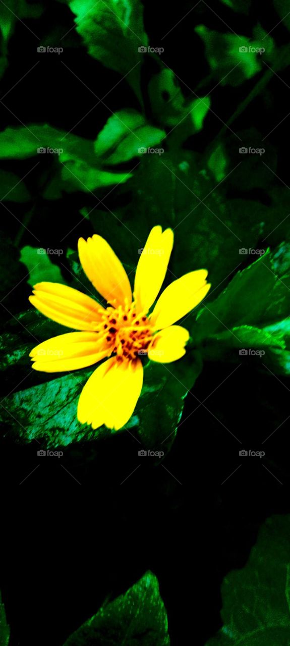 naturelove, yellow, flowers, drak picture