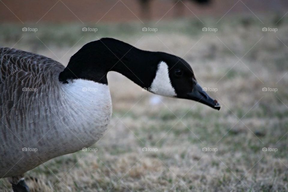 Mad goose