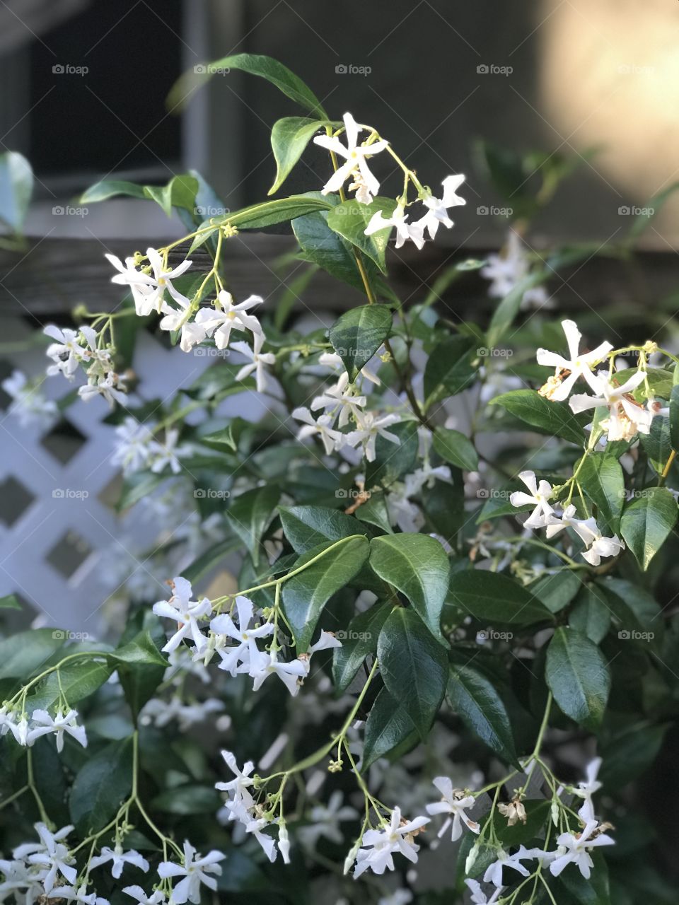 Sitting on my deck watching the golden setting sun sprinkle light on the top of my jasmine bush. As the evening approaches the scent of the jasmine strengthens & floats through the air perfuming the deck & my home through the open windows.