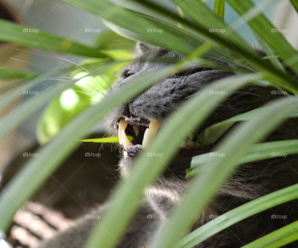 cat and house green plants