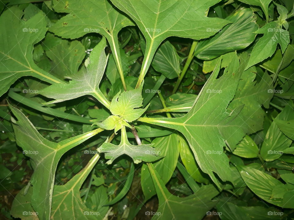 flora leaf insulin for decease diabetes meratus,leaf insulin this is flora tropis.Healty and herbal.