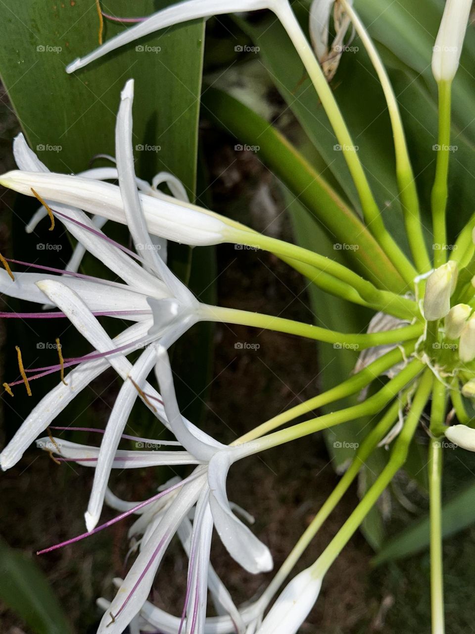 White Crinum pedunculatum (swamp lily, river lily, mangrove lily) flowers with buds ready to open