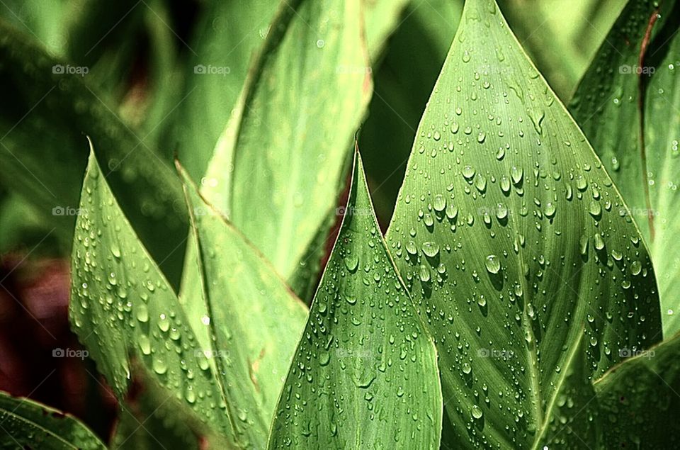 Dewy Leaves 