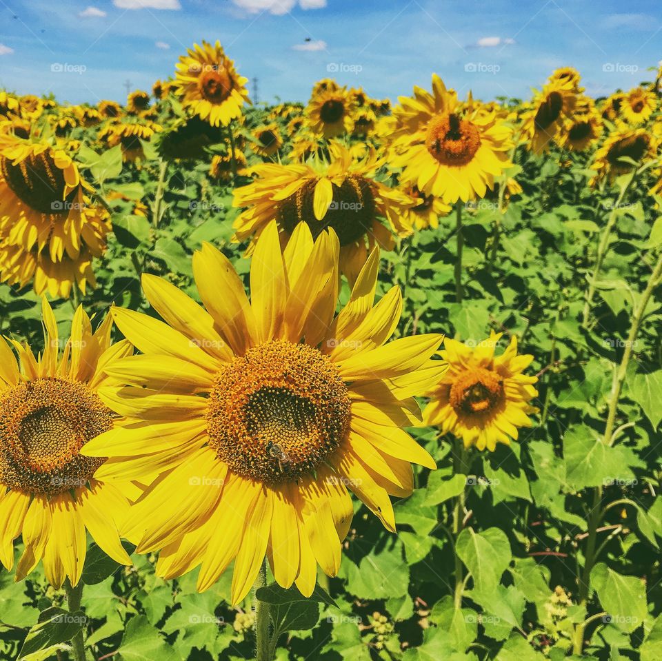 Sunflowers blooming in field