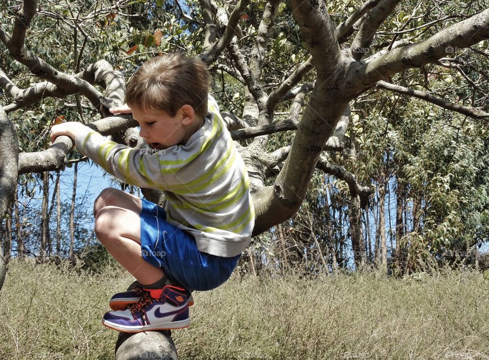 Boy Climbing A Tree. Young Fearless Boy Climbing A Tree In The Backyard
