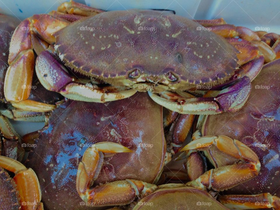 A Pile of Crab