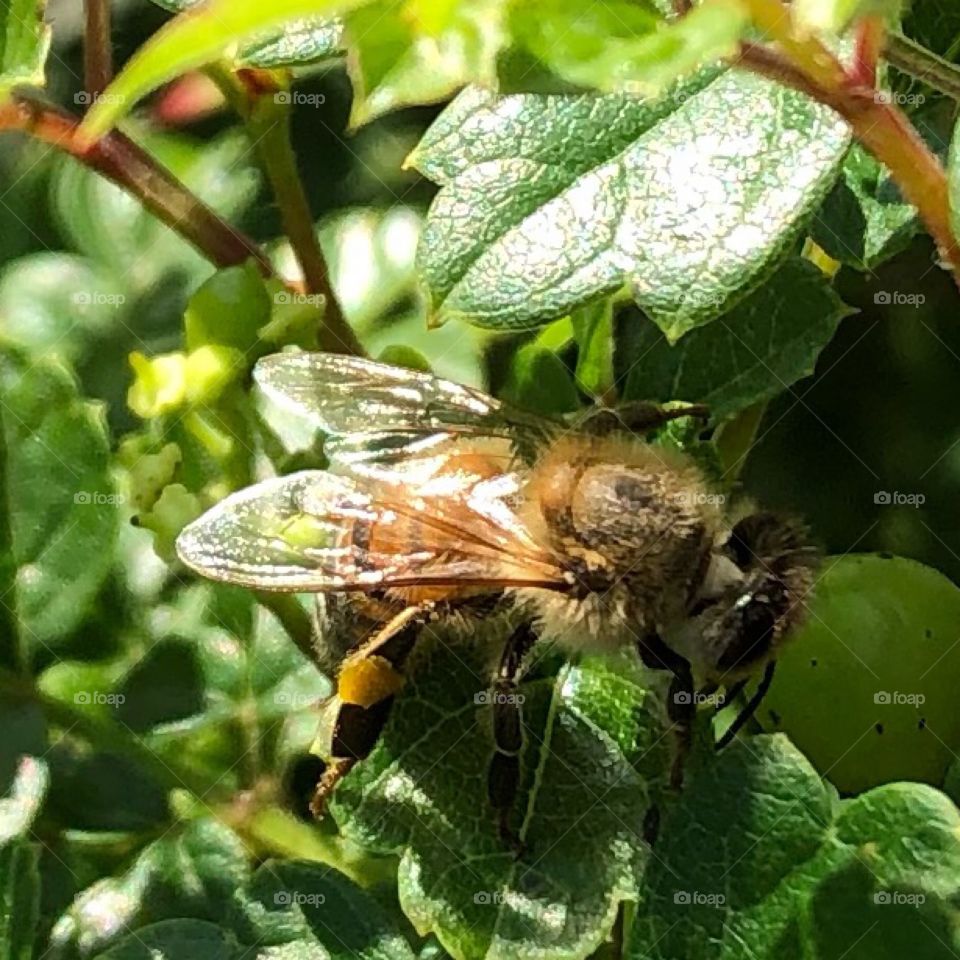 A bee buzzing around .