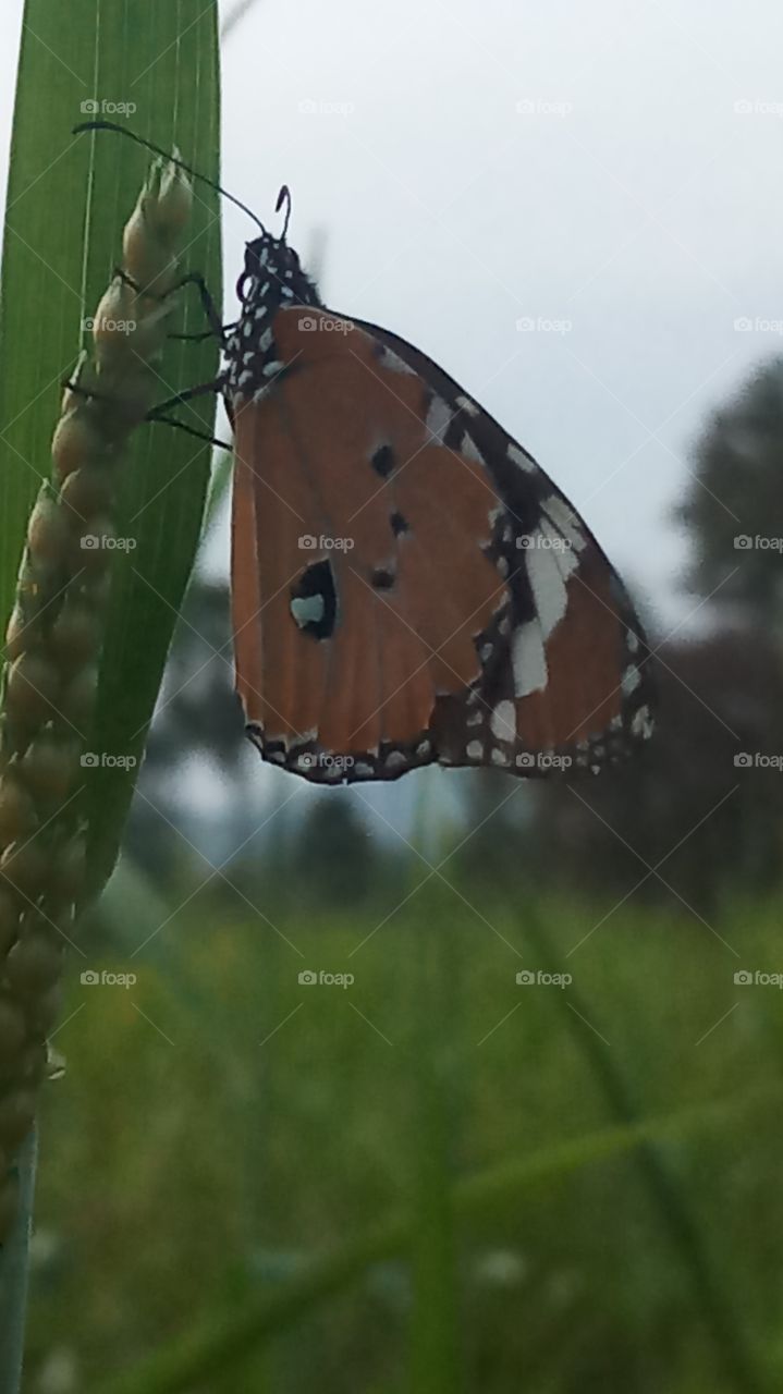 This is very very beautyful click