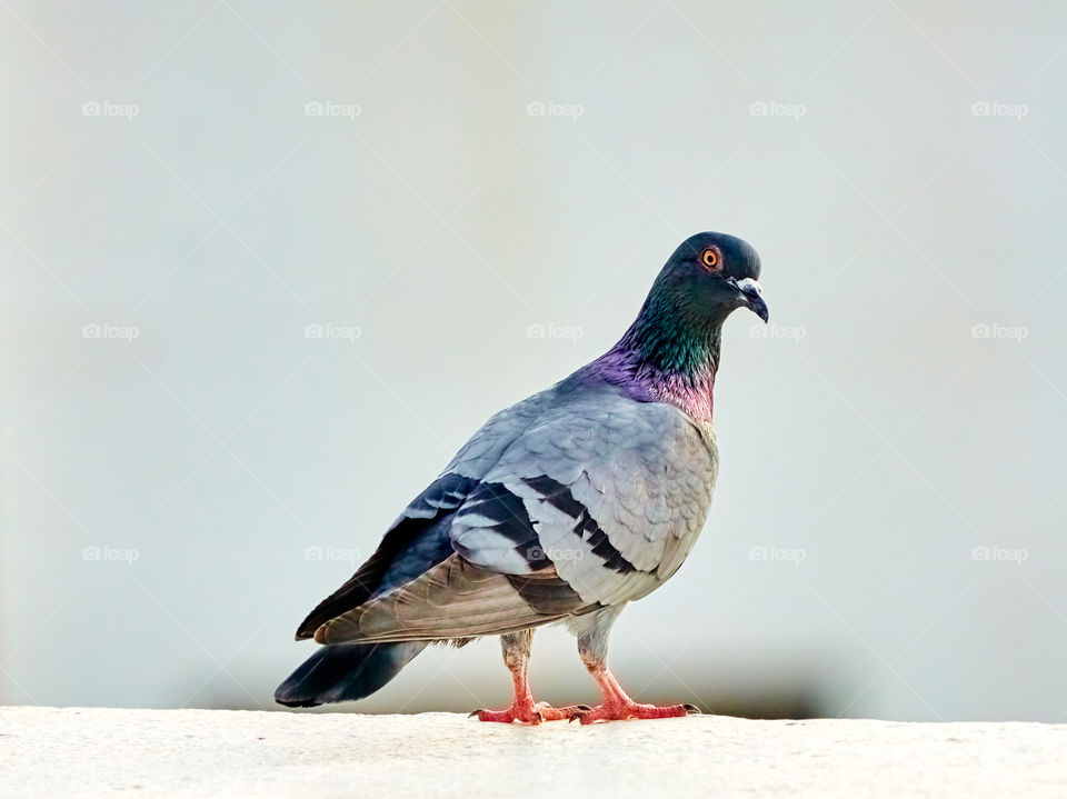 Bird Photography - Dove - beautifull neck