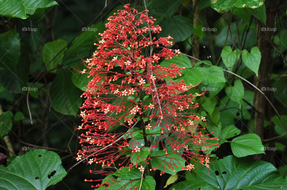 Pinna flower in sri lanka