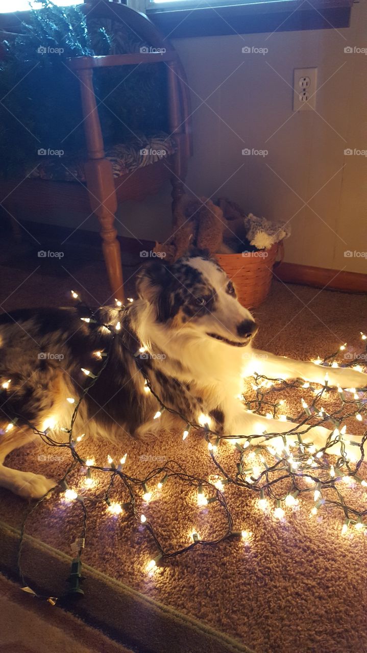 Mcgee and Christmas lights