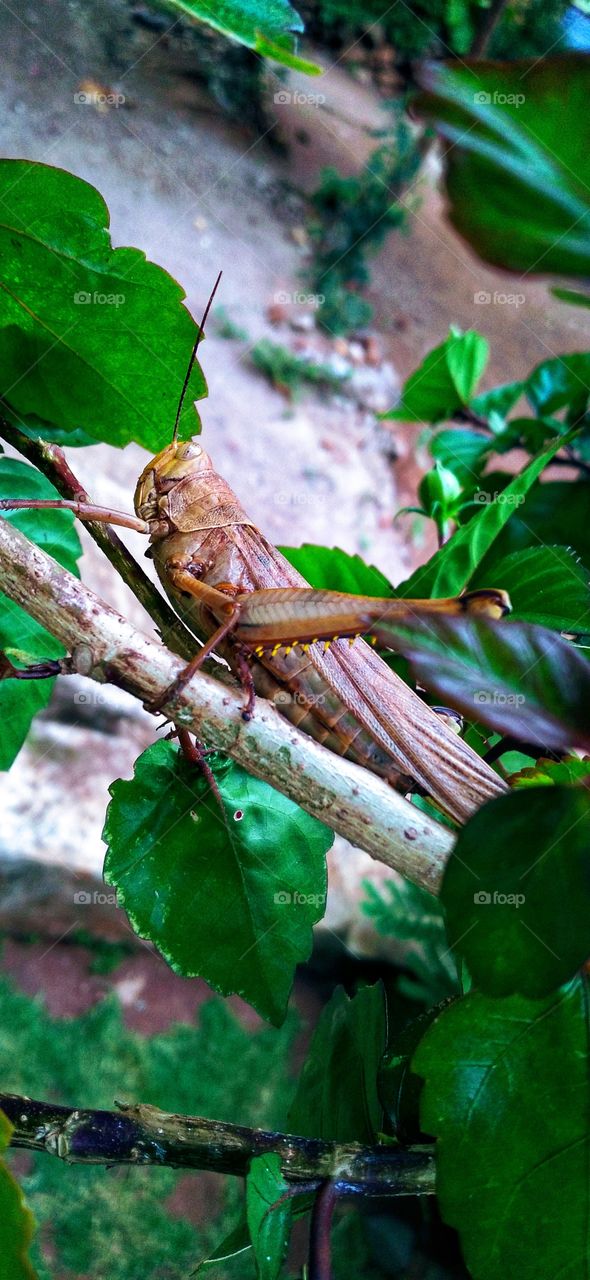 Grasshoppers perched on flower stems