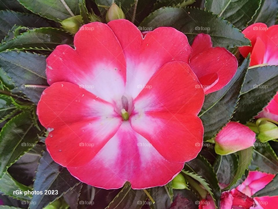 red New Guinea Impatience