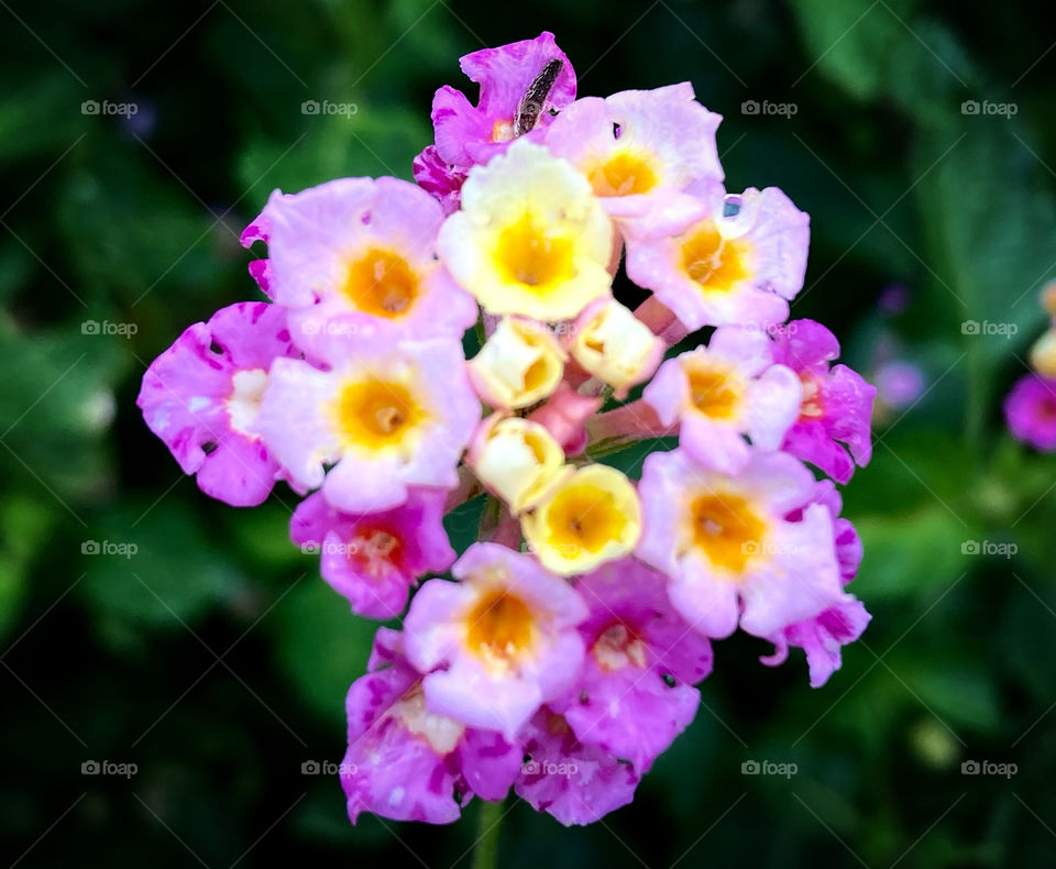 🌹 🇺🇸 Very beautiful flowers to brighten our day.  Live nature and its beauty. Did you like the delicate petals? / 🇧🇷 Flores muito bonitas para alegrar nosso dia. Viva a natureza e sua beleza. Gostaram das pétalas delicadas? 