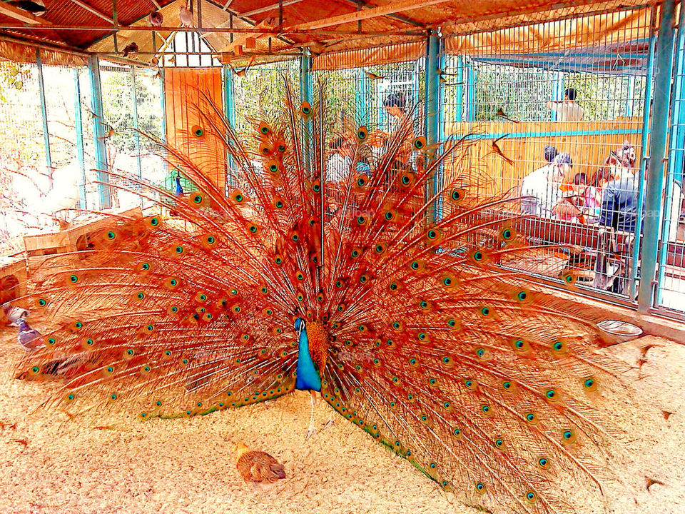 A peacock in the zoo