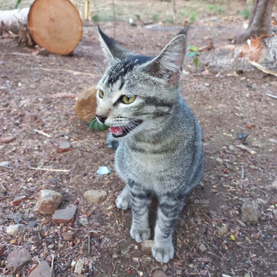 A cute cat is opening its mouth as a sign of perhaps tiredness