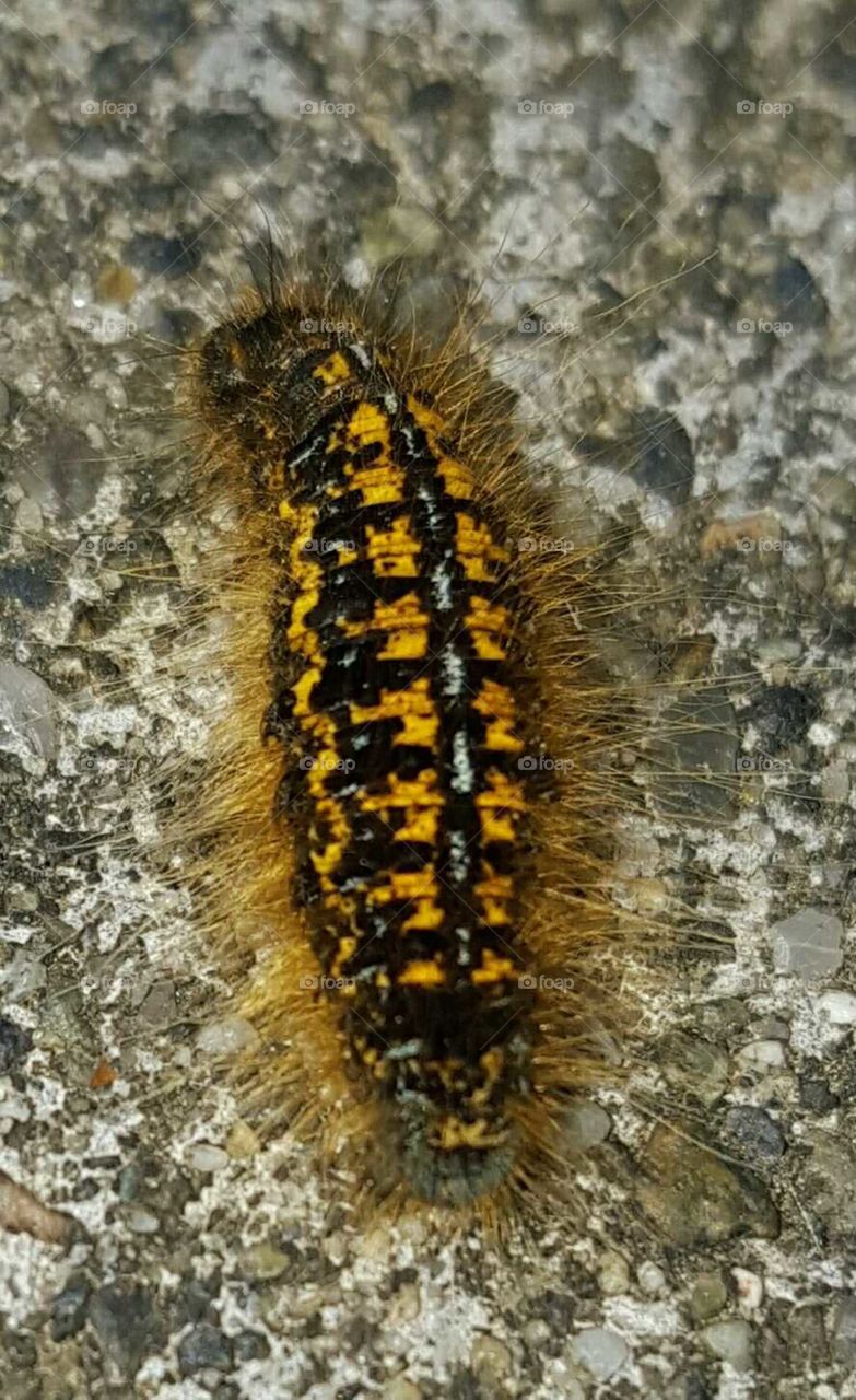 Vibrant Caterpillar