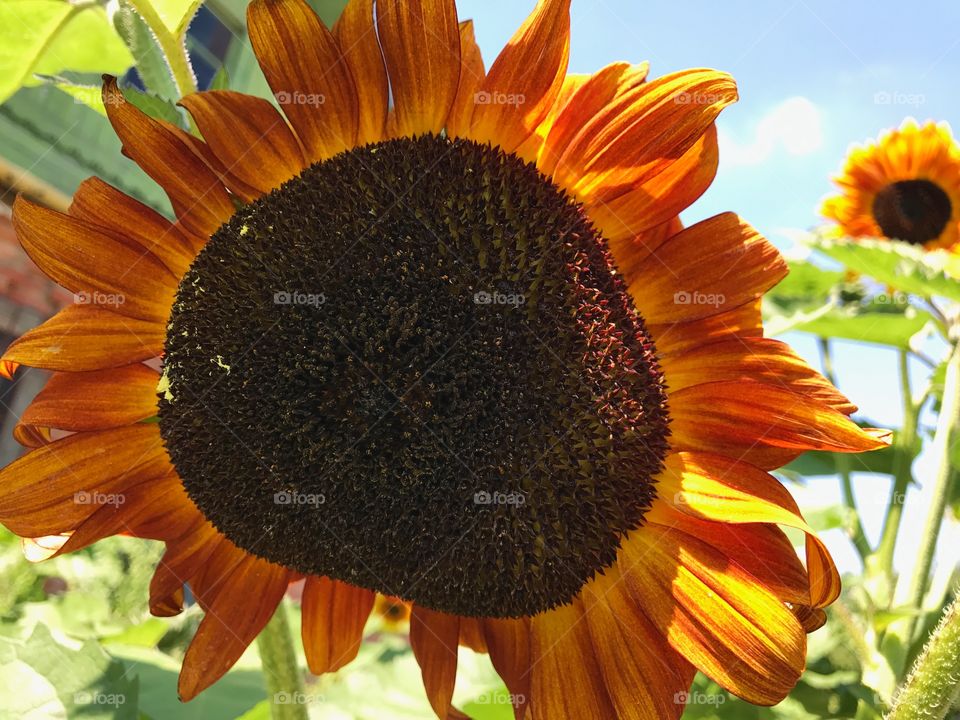 Sunflower 