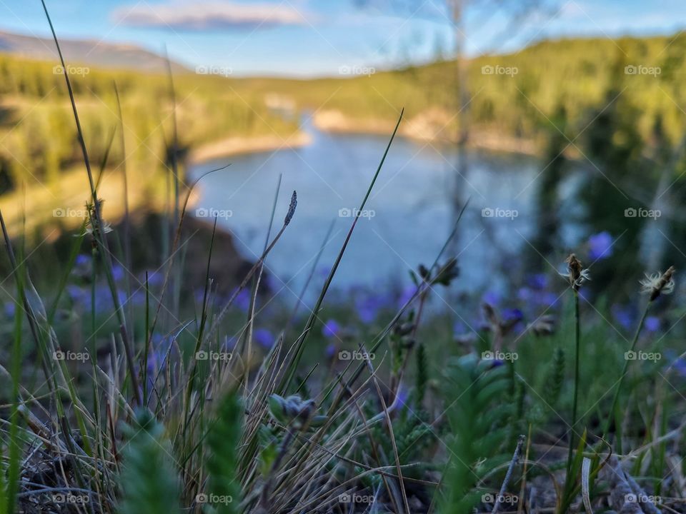 Purple flowers blooming above the lake in the shade