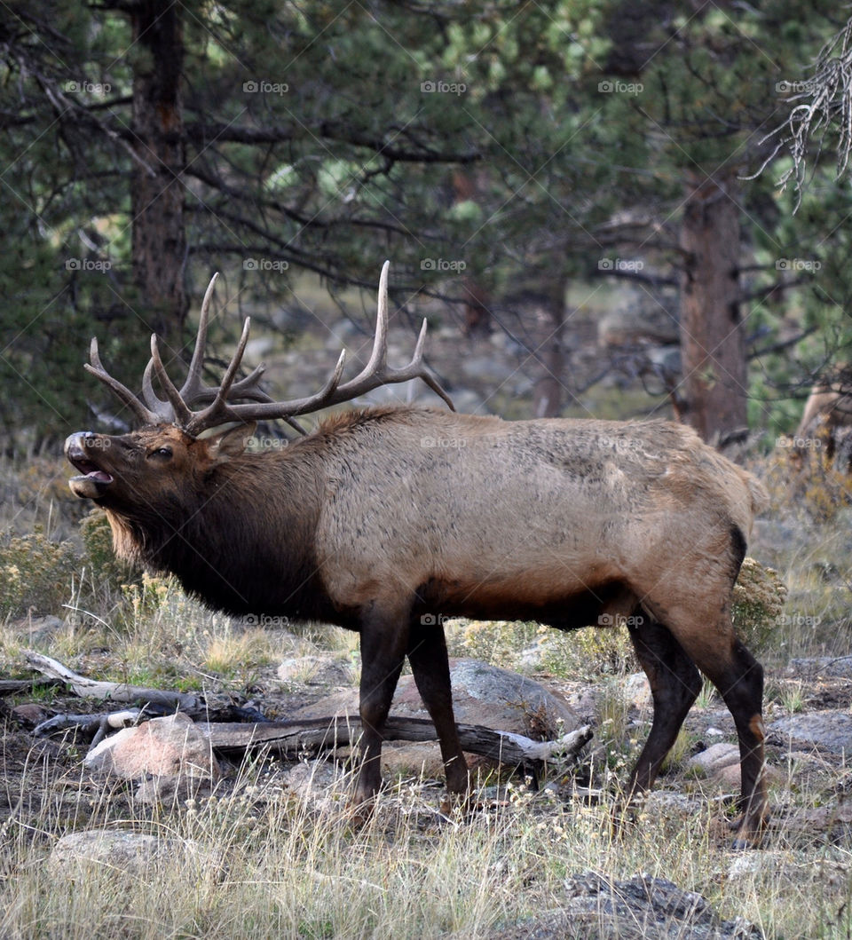 Elk