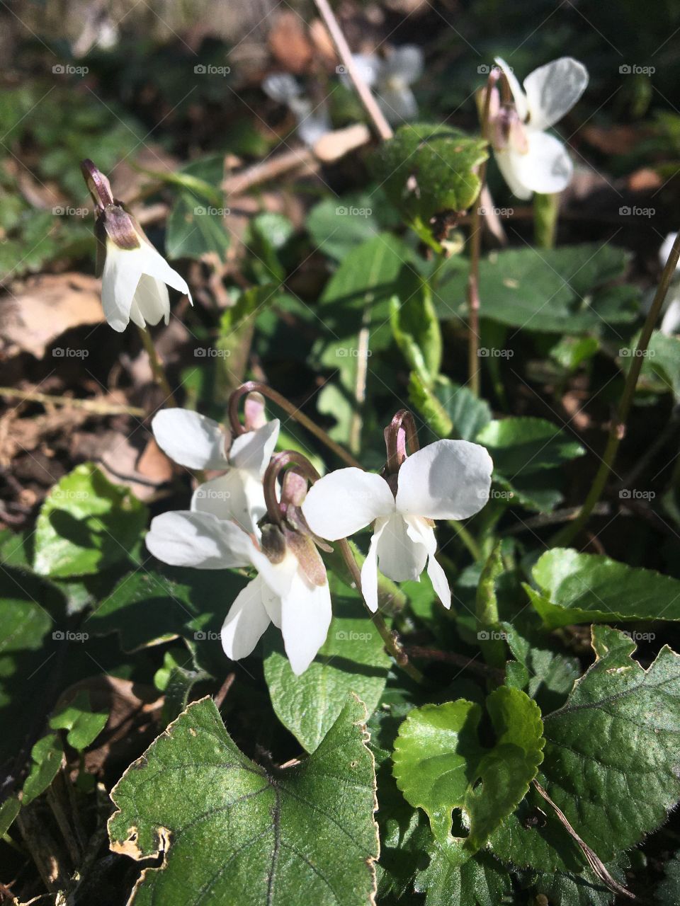 White wild violets