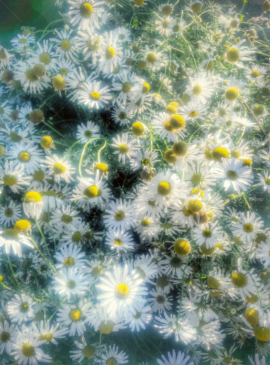 Chamomile.