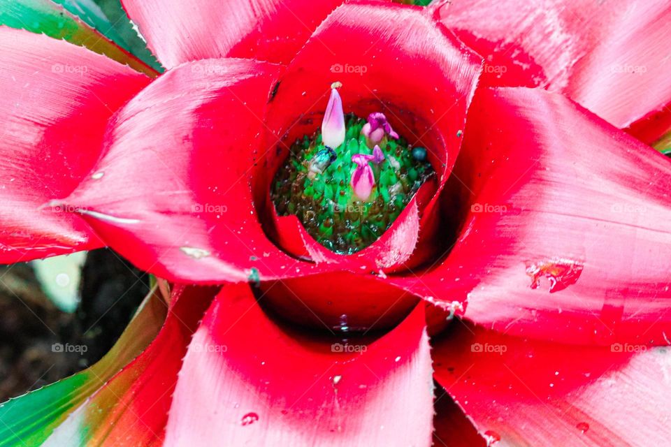 inside a tropical flower