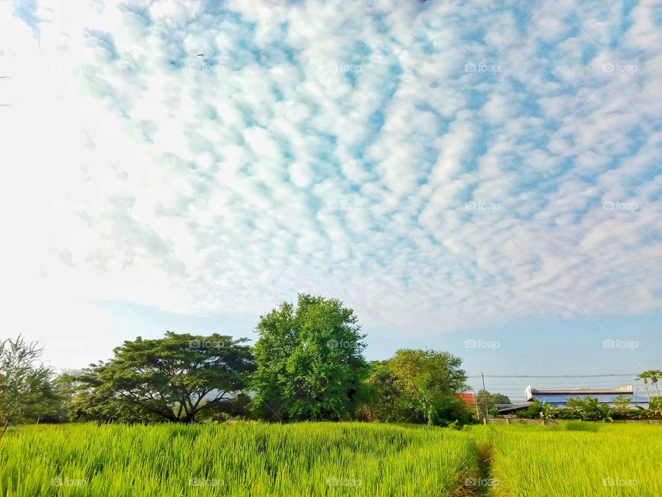tree,field,farmland,sky