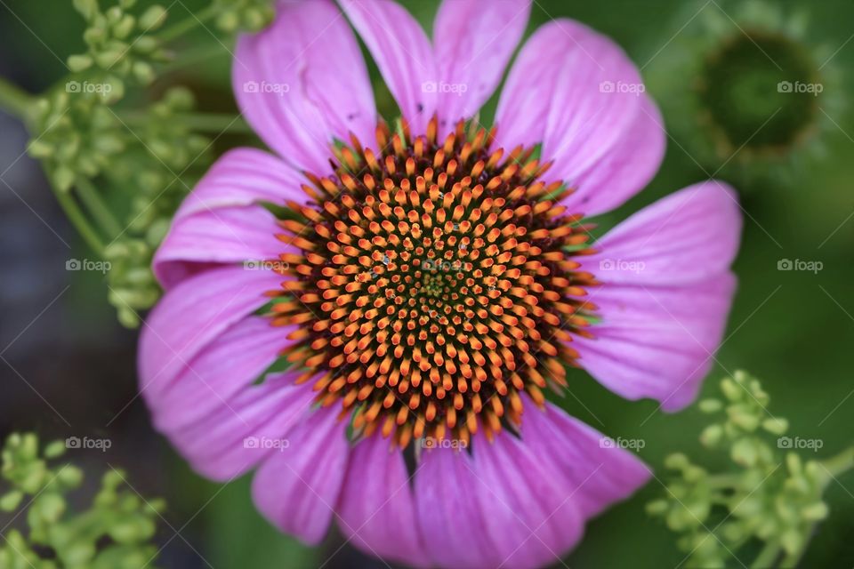 Flower Ellipse