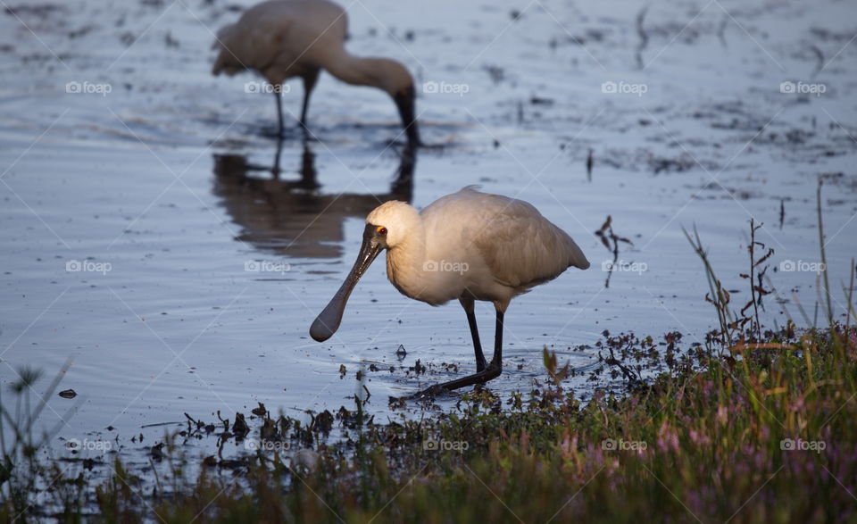 Royal Spoonbill hunting in the shallows