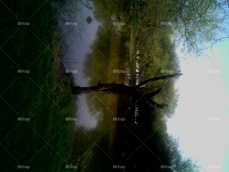 The fallen forest with lack at dusk