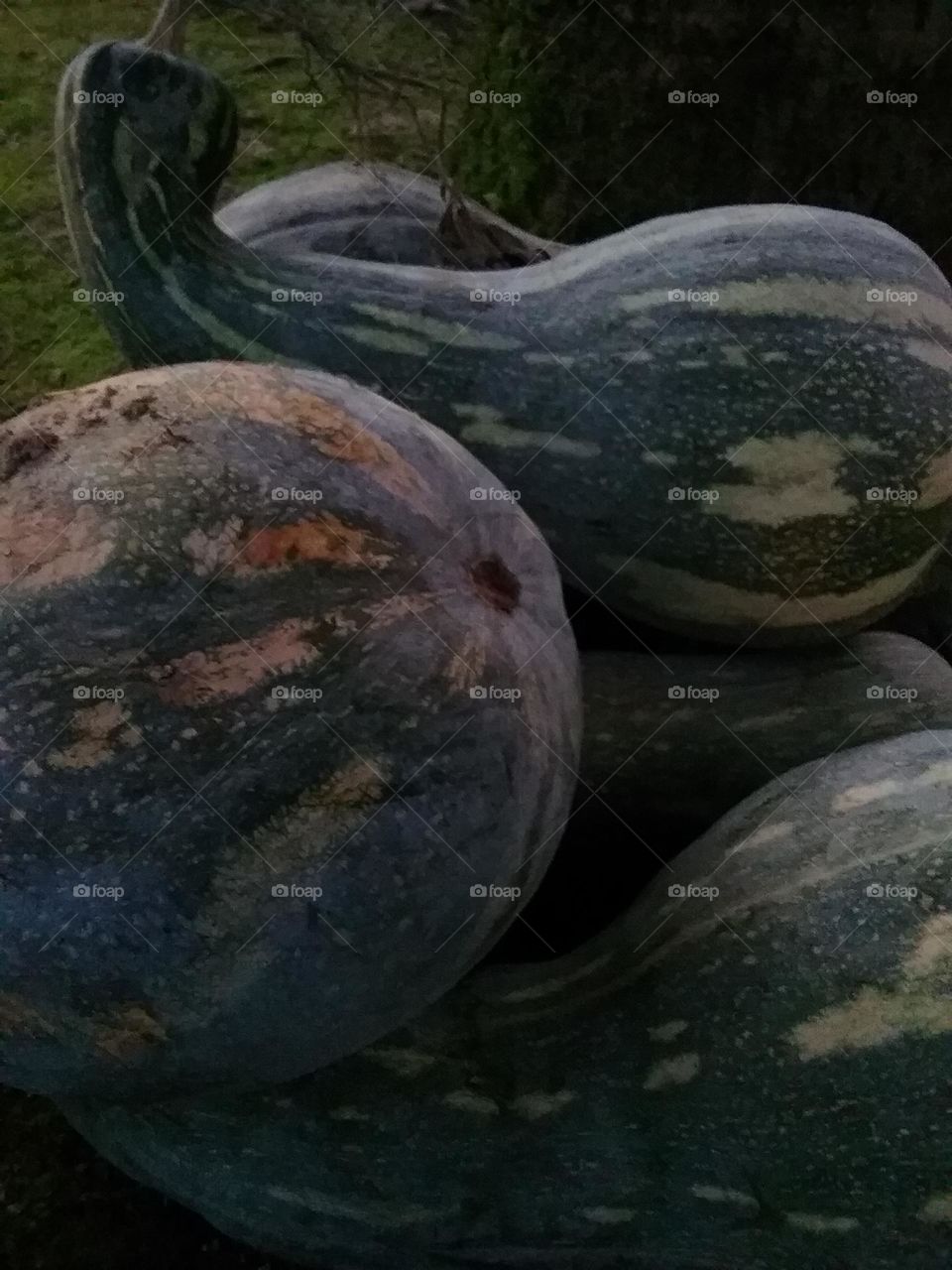 A beleza simples das abóboras gigantes.