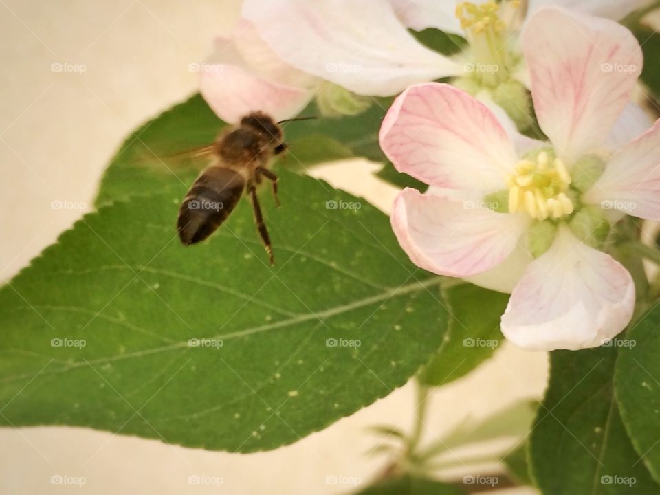 bee going to a flower. bee heading toward a flower 