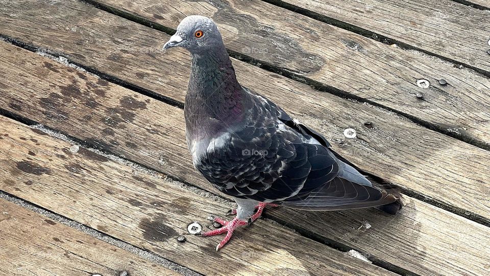 Walking Pigeon