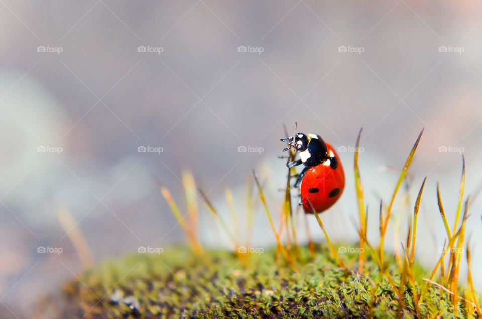 Ladybug