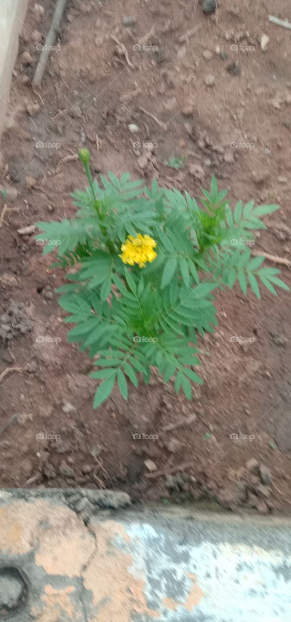 yellow bloom in blur 😬