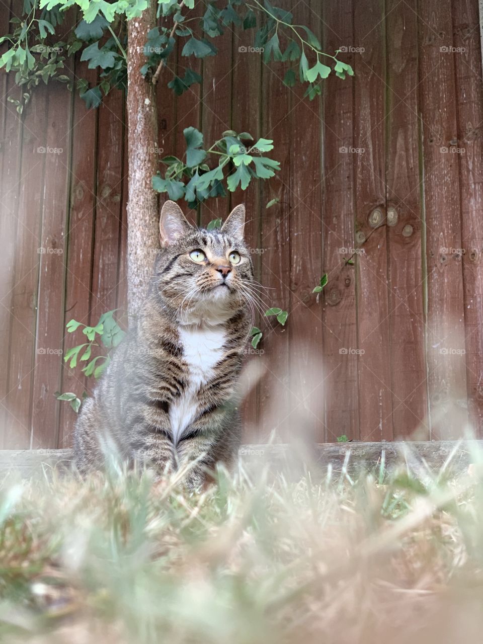 Beautiful cat enjoying watching the birdies