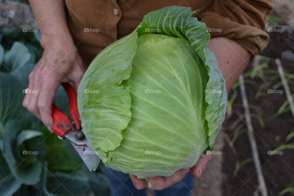 Getting am the ingredients for my salad 