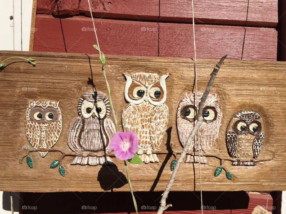 Family portrait . 5 owls. Standing in union.