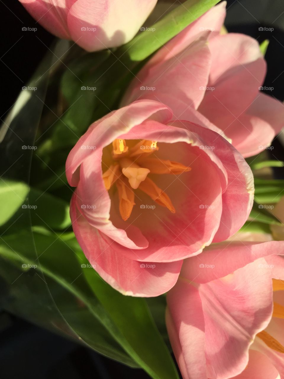 Beautiful pink tulips 🌷