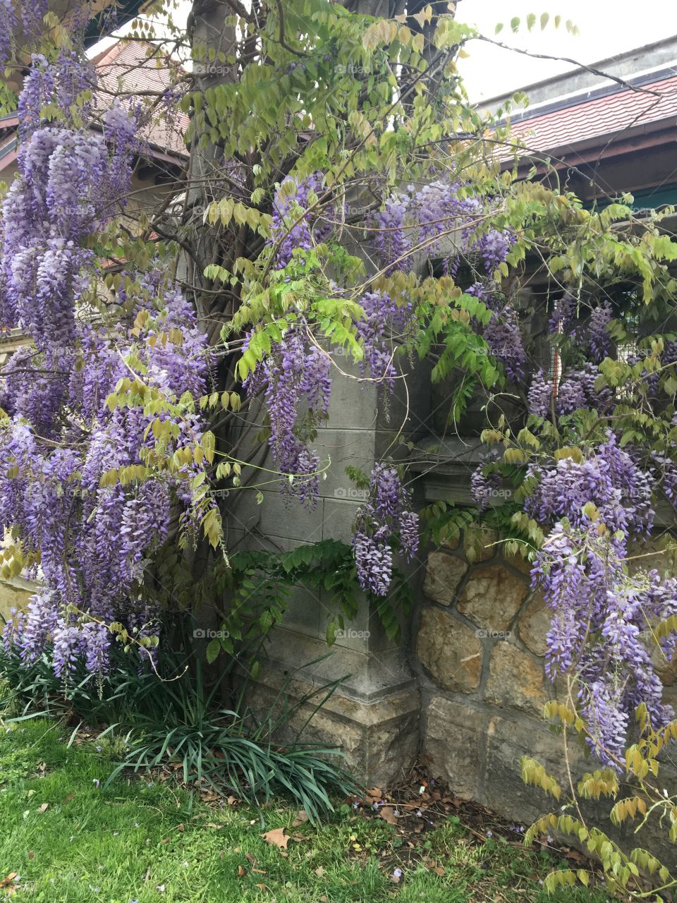 Wisteria