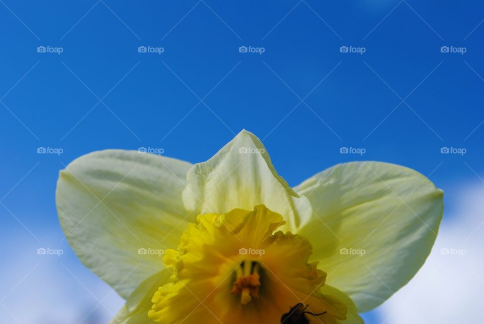Yellow daffodils against a blue sky in wales