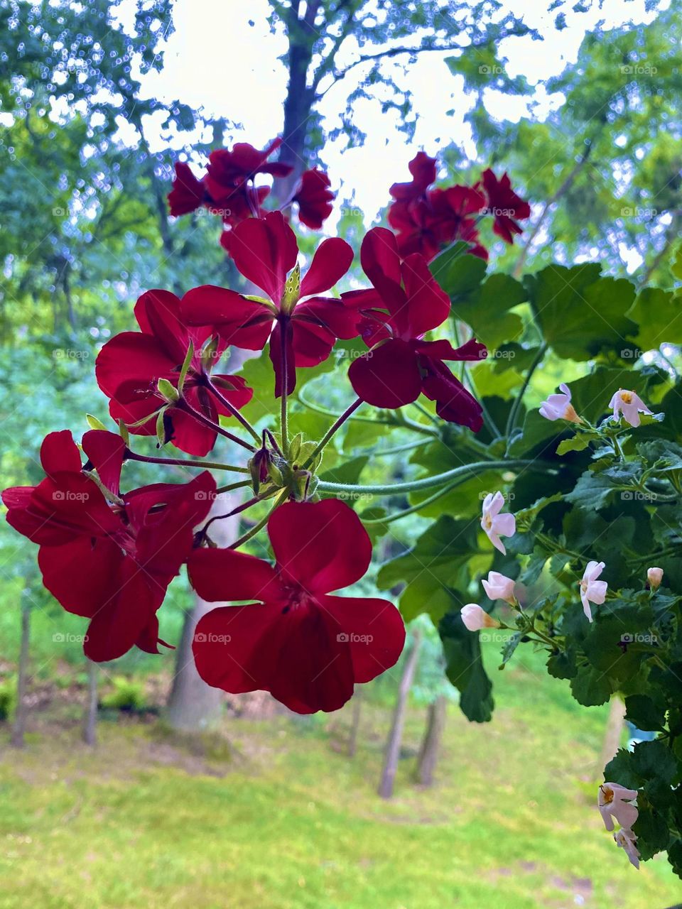 Red geraniums command attention in this flower-box garden. The tall, skinny trees create an inviting landscape. 